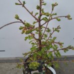 Metasekvoja čínska (Metasequoia glyptostroboides) ´SCHIRMANS NORDLICHT´ - výška 40-50 cm, kont. C3L